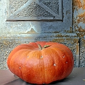 Zucca-gallery (5)